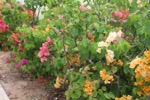 resIMG_20190608_140936_0655.JPG